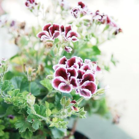 Gardenia Rooms Саранде Екстериор снимка